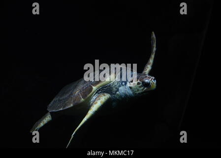 Madrid, Spagna. 07 Maggio, 2018. Un esemplare di tartaruga Caretta caretta nuota a Madrid Zoo e Acquario. Credito: Jorge Sanz/Pacific Press/Alamy Live News Foto Stock