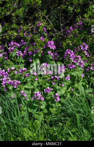 Onestà (Lunaria annua) fioritura accanto a una siepe di sole primaverile. Un nativo di fiori selvaggi che può essere annuale o biennale. Foto Stock