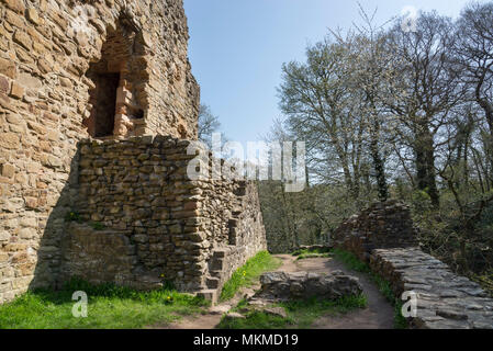 Rovine del Castello di Ewloe nel Galles del Nord. Xiii secolo nativo castello gallese nascosto nel bosco vicino al villaggio di Ewloe. Parte di Wepre Country Park. Foto Stock
