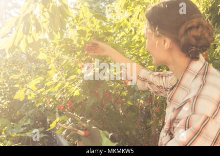 La donna nel suo giardino di raccolta del ribes rosso bacche Foto Stock