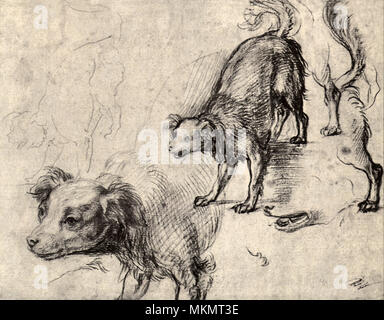 Studi di un Cane Foto Stock