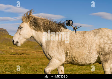 Cavallo islandese con la fotocamera sul suo retro, Islanda Foto Stock