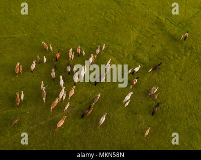Vista superiore di cavalli in esecuzione, Islanda. Questa immagine viene girato utilizzando un drone. Foto Stock