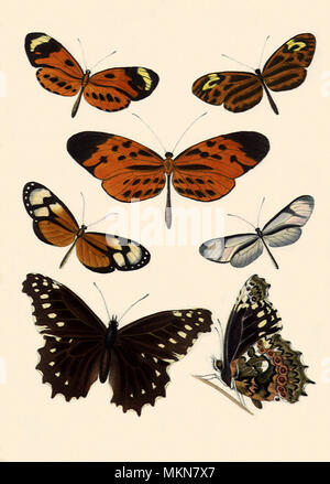 Farfalle peruviana Foto Stock