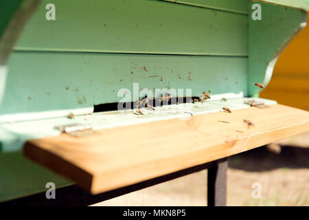 Close up di volare le api. Alveare in legno e le api Foto Stock