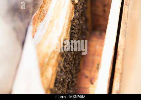 Vista ravvicinata dell'alveare aperto di corpo che mostra i frame popolato di api mellifere. Foto Stock