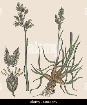 Meadow-Grass bulbosa Foto Stock