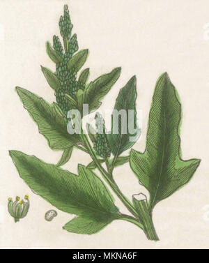 Fig-lasciava Goosefoot Foto Stock