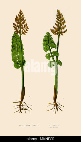 Botrychium Lunaria, var. Moorei Foto Stock