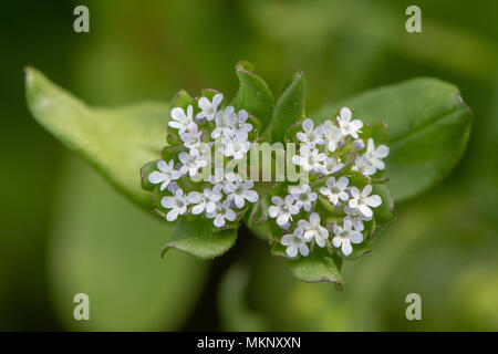 Comune (cornsalad Valerianella locusta) fiori dal di sopra. Bassa pianta crescente nella famiglia Caprifoliaceae, aka la valeriana Foto Stock