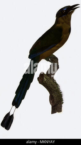 Blu-crowned Motmot, Momotus momota Foto Stock