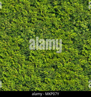 Di conifere albero sempreverde con piccole foglie. Foto Stock