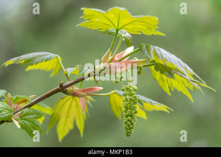 Sycamore (Acer pseudoplatanus) tree in flower. Panicles of monoecious flowers on plant in the family Sapindaceae Foto Stock