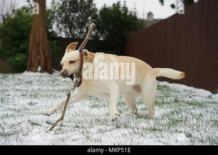 Giallo labrador giocare nella neve Foto Stock