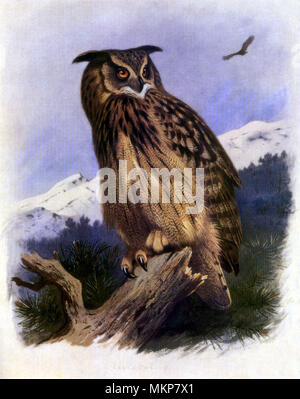 Grande gufo reale (Bubo bubo) Foto Stock