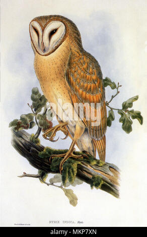 Indian Civetta (Strix indica) Foto Stock