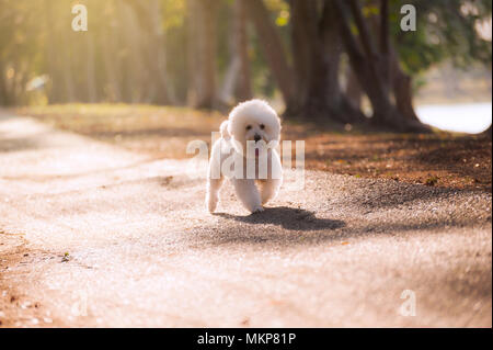 Bianco cane barboncino a piedi nel parco la mattina. Foto Stock