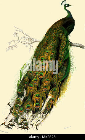 Peacock (Pavo cristatus) Foto Stock