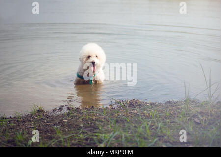 Carino soffice bianco cane barboncino rinfrescante nel lago al parco, Adulti poodle rilassante in acqua Foto Stock