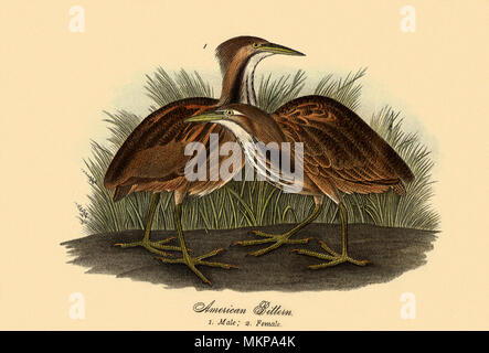 American tarabuso, Botaurus lentiginosus Foto Stock