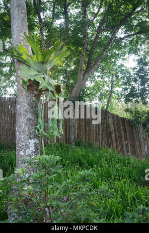 La Holttum Staghorn fern sull'albero nel giardino, stock photo Foto Stock