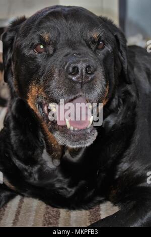 Un undici anni, femmina, pedigree, Rottweiler cane. Foto Stock