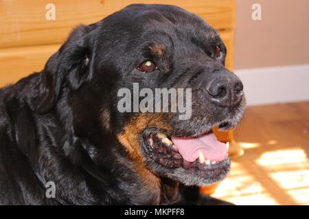 Un undici anni, femmina, pedigree, Rottweiler cane. Foto Stock