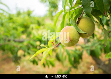 Close-up di un ramo di pesche immaturi. Verde backgorund sfocata Foto Stock