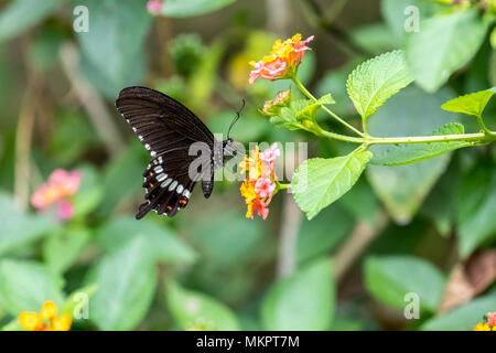 Il Mormon comune (femmina) (Papilio polytes) mangiare sulla pianta Foto Stock