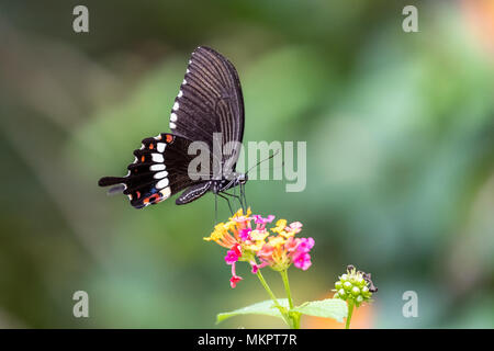 Il Mormon comune (femmina) (Papilio polytes) mangiare sulla pianta Foto Stock