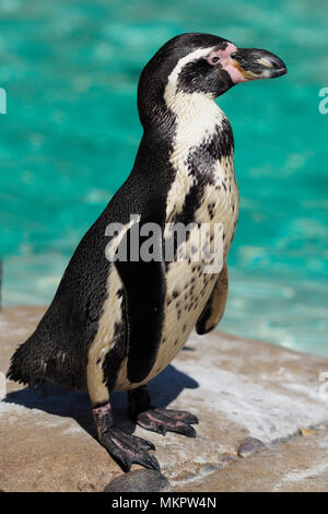 Pinguini Humboldt Foto Stock