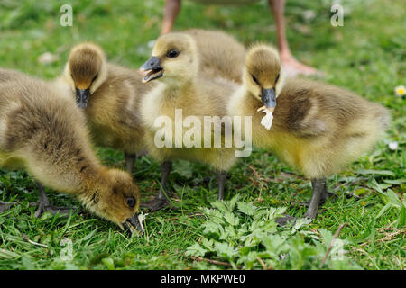 Close up Goslings Foto Stock