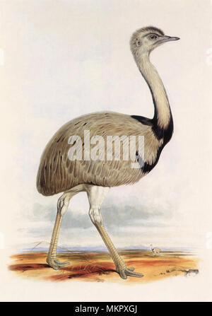 Comune, Rhea Rhea americana Foto Stock