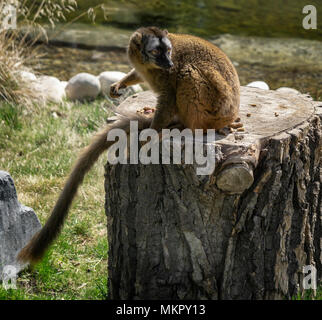 Rosso fiammante lemure lo Zoo di Calgary Alberta Canada Foto Stock