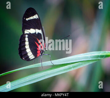 Brush-footed butterfly lo Zoo di Calgary Alberta Canada Foto Stock