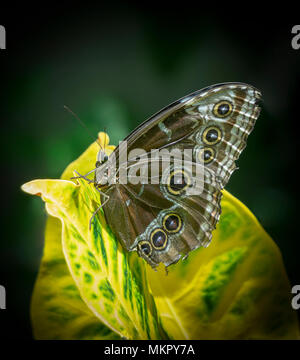 Brush-footed butterfly lo Zoo di Calgary Alberta Canada Foto Stock