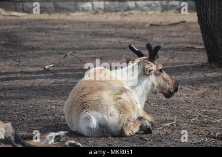 La renna sul terreno Foto Stock