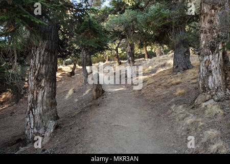 Alta montagna foresta di pini in himalaya nepalese vicino Manang 4896 x 3264 300dpi Foto Stock