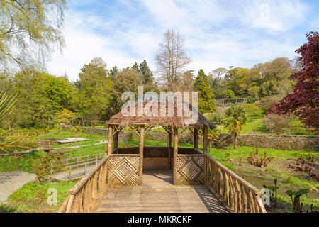 Punto di vista nel giardino di acqua o Bog Garden a Penrhyn Castello, Llandygai, Bangor, Gwynedd, Snowdonia, il Galles del Nord, Regno Unito. Foto Stock