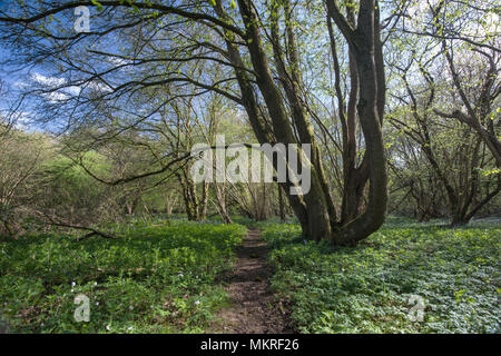 Coppia pollarded frassino - Fraxinus excelsior, in primavera, Stoke legno, Oxfordshire. Foto Stock
