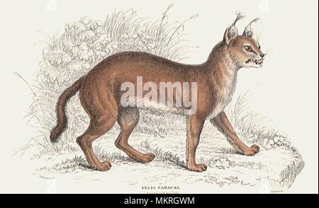 La caracal Foto Stock