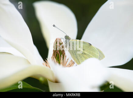 Sarcococca brassicae. Bianco di grandi dimensioni. Il cavolo bianco butterfly poggiante su magnolia 'banana split' fiore in primavera. Regno Unito Foto Stock