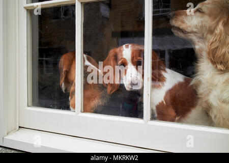 Tre cani nella finestra di una casa in Inghilterra, Regno Unito Foto Stock