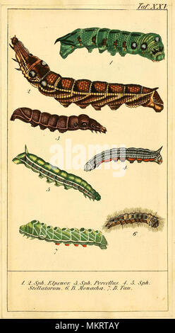 Arte vintage grafico delle varie specie di Caterpillar Foto Stock