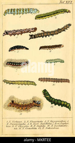 Arte vintage grafico delle varie specie di Caterpillar Foto Stock