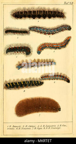 Arte vintage grafico delle varie specie di Caterpillar Foto Stock