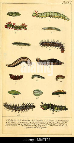 Arte vintage grafico delle varie specie di Caterpillar Foto Stock