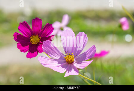 Cosmos fiori su sfondo d'estate. Foto Stock