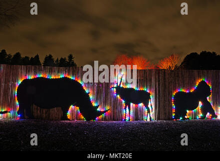 WA15339-00...WASHINGTON - luci colorate delineando animali africani lungo uno dei principali percorsi pedonali a Seattle il Parco Zoologico Woodland durante il loro inverno Foto Stock