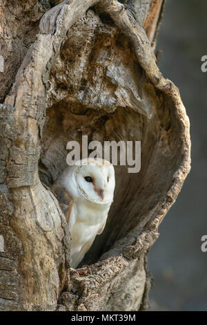 Barbagianni; Tyto alba, appoggiato in un vecchio albero cavo,la molla sul bordo di un bosco Oxfordshire,(prigioniero) Foto Stock